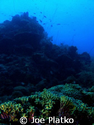 shot of the colorful reef found at Curacao. This was take... by Joe Platko 